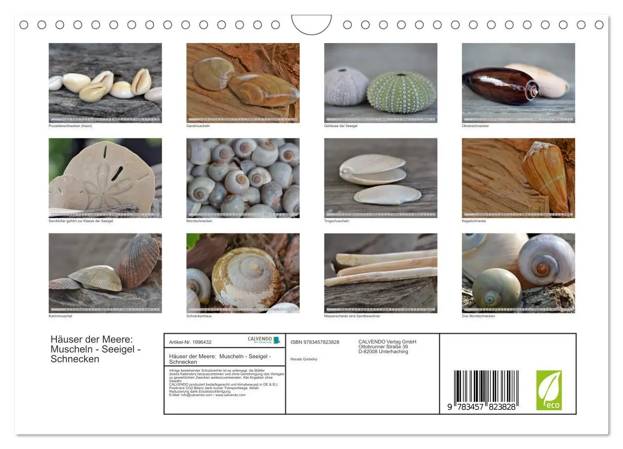 Bild: 9783457823828 | Häuser der Meere: Muscheln - Seeigel - Schnecken (Wandkalender 2026...