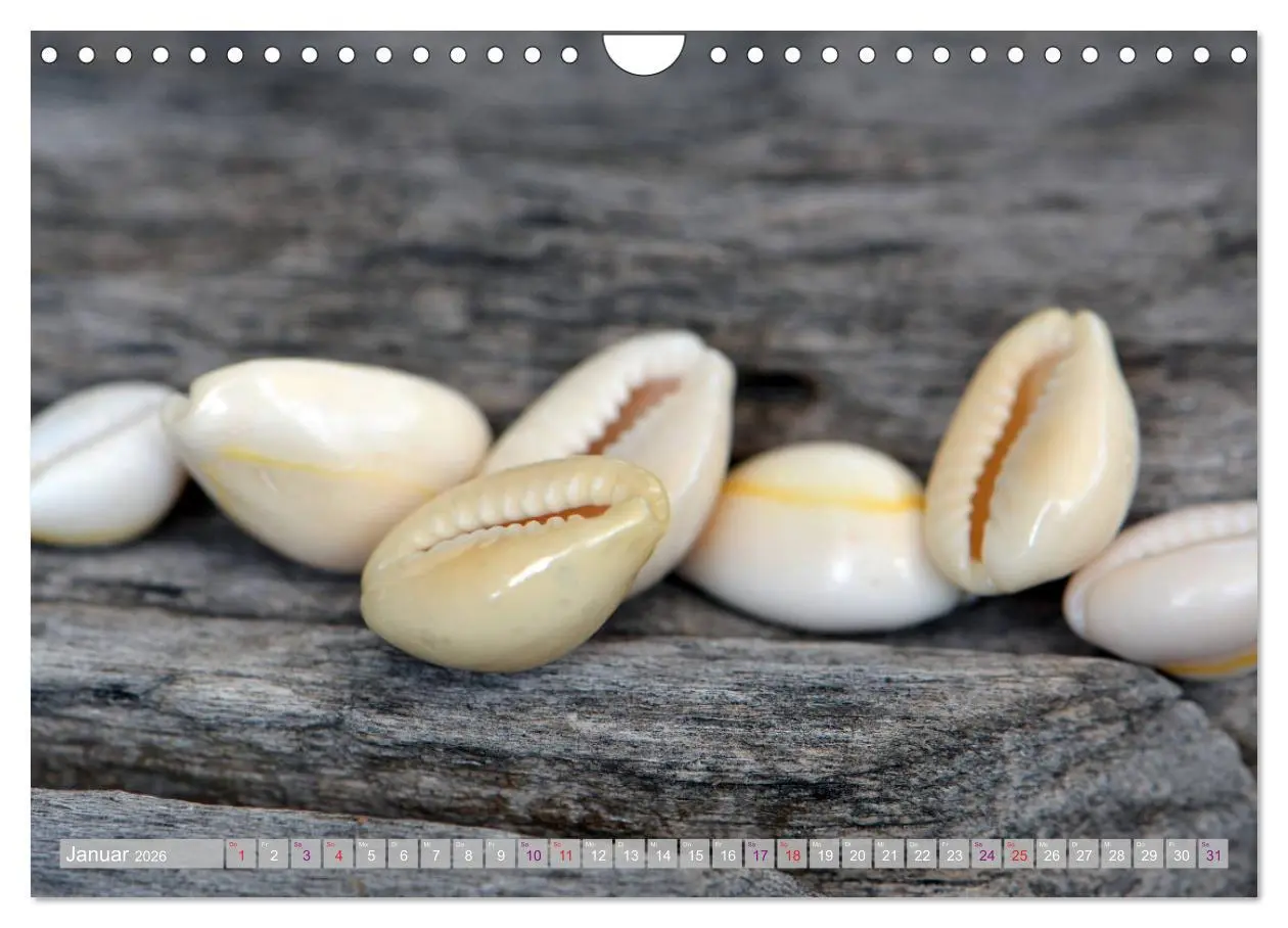 Bild: 9783457823828 | Häuser der Meere: Muscheln - Seeigel - Schnecken (Wandkalender 2026...