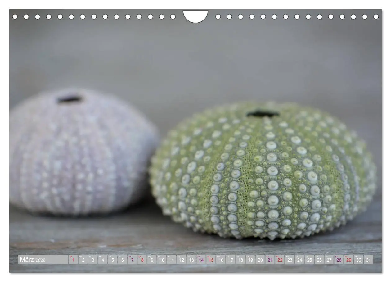 Bild: 9783457823828 | Häuser der Meere: Muscheln - Seeigel - Schnecken (Wandkalender 2026...
