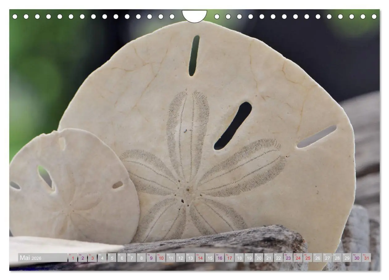 Bild: 9783457823828 | Häuser der Meere: Muscheln - Seeigel - Schnecken (Wandkalender 2026...