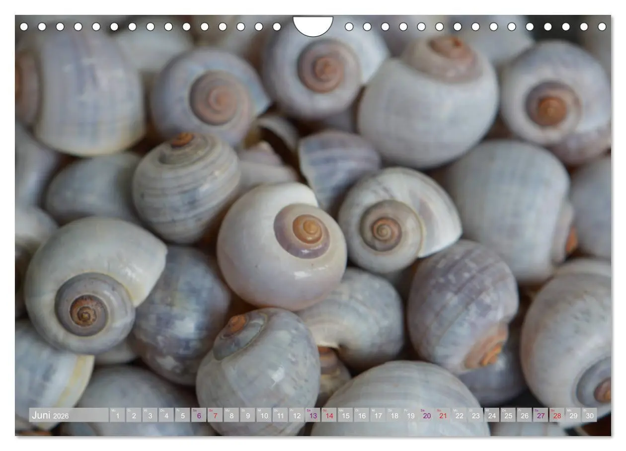 Bild: 9783457823828 | Häuser der Meere: Muscheln - Seeigel - Schnecken (Wandkalender 2026...