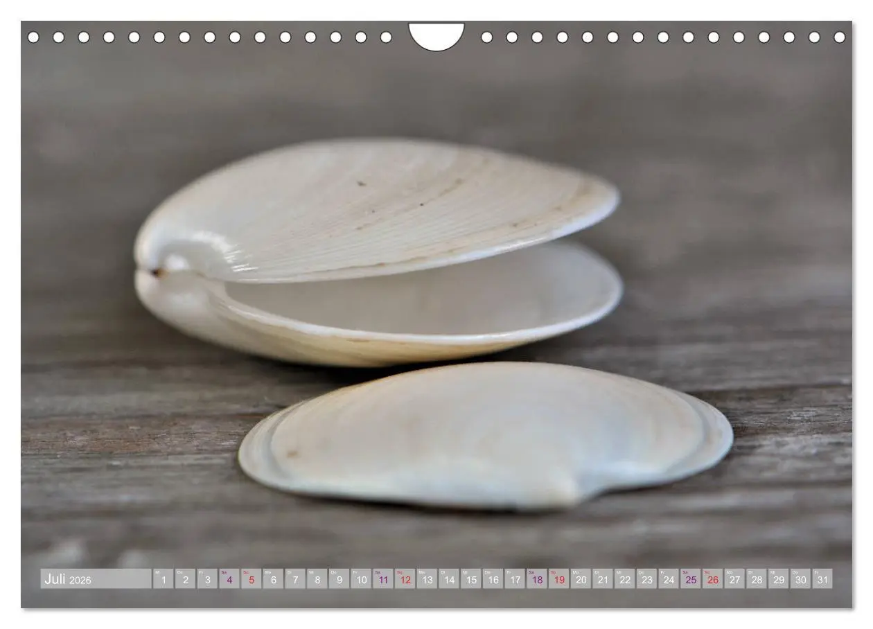 Bild: 9783457823828 | Häuser der Meere: Muscheln - Seeigel - Schnecken (Wandkalender 2026...
