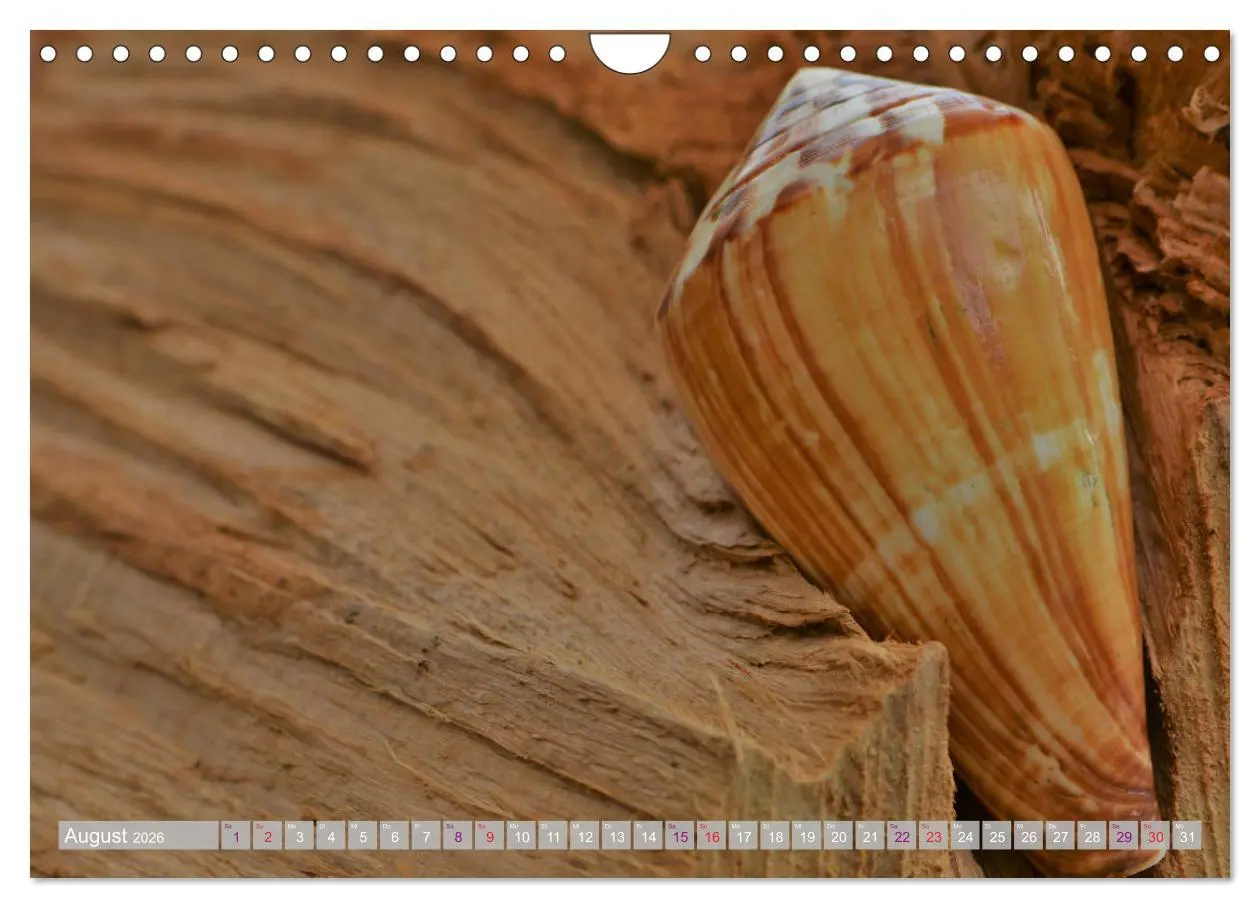 Bild: 9783457823828 | Häuser der Meere: Muscheln - Seeigel - Schnecken (Wandkalender 2026...