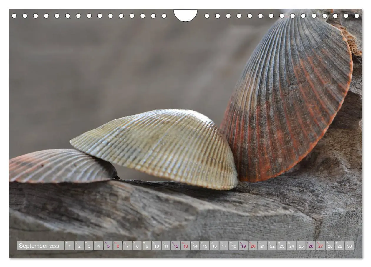 Bild: 9783457823828 | Häuser der Meere: Muscheln - Seeigel - Schnecken (Wandkalender 2026...
