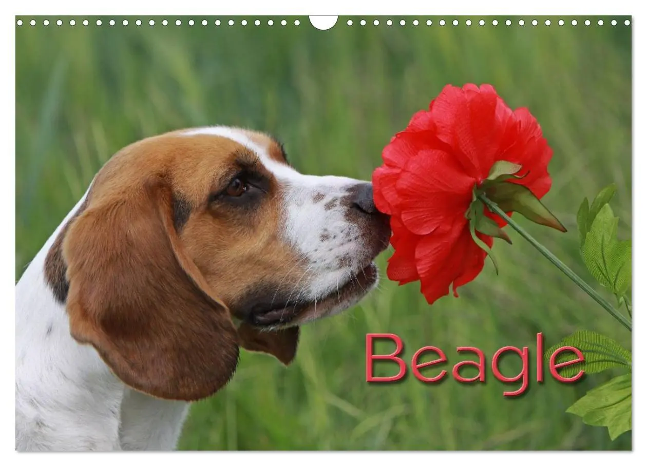 Cover: 9783516153828 | Beagle (Wandkalender 2026 DIN A3 quer), CALVENDO Monatskalender | Berg