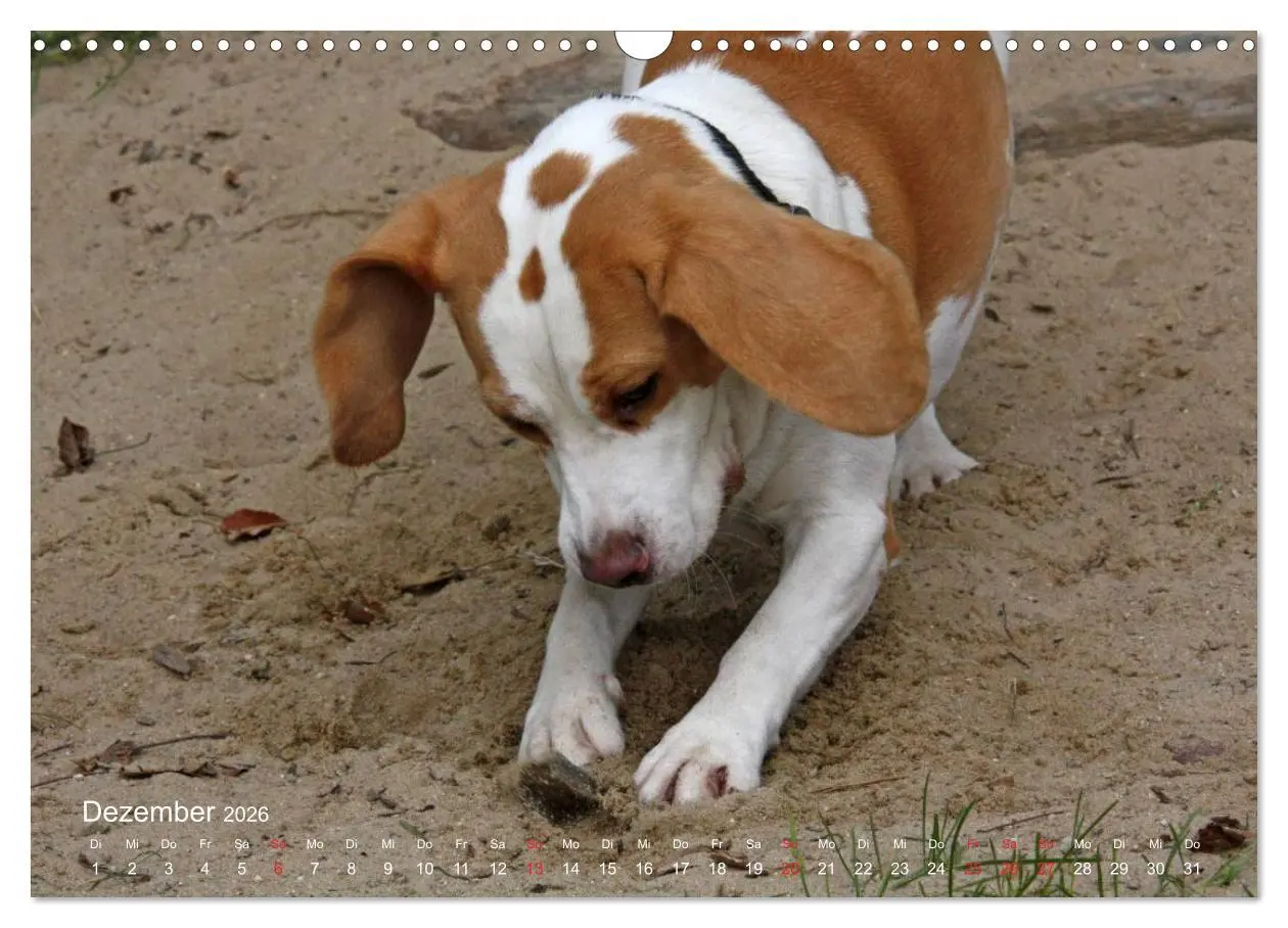 Bild: 9783516153828 | Beagle (Wandkalender 2026 DIN A3 quer), CALVENDO Monatskalender | Berg