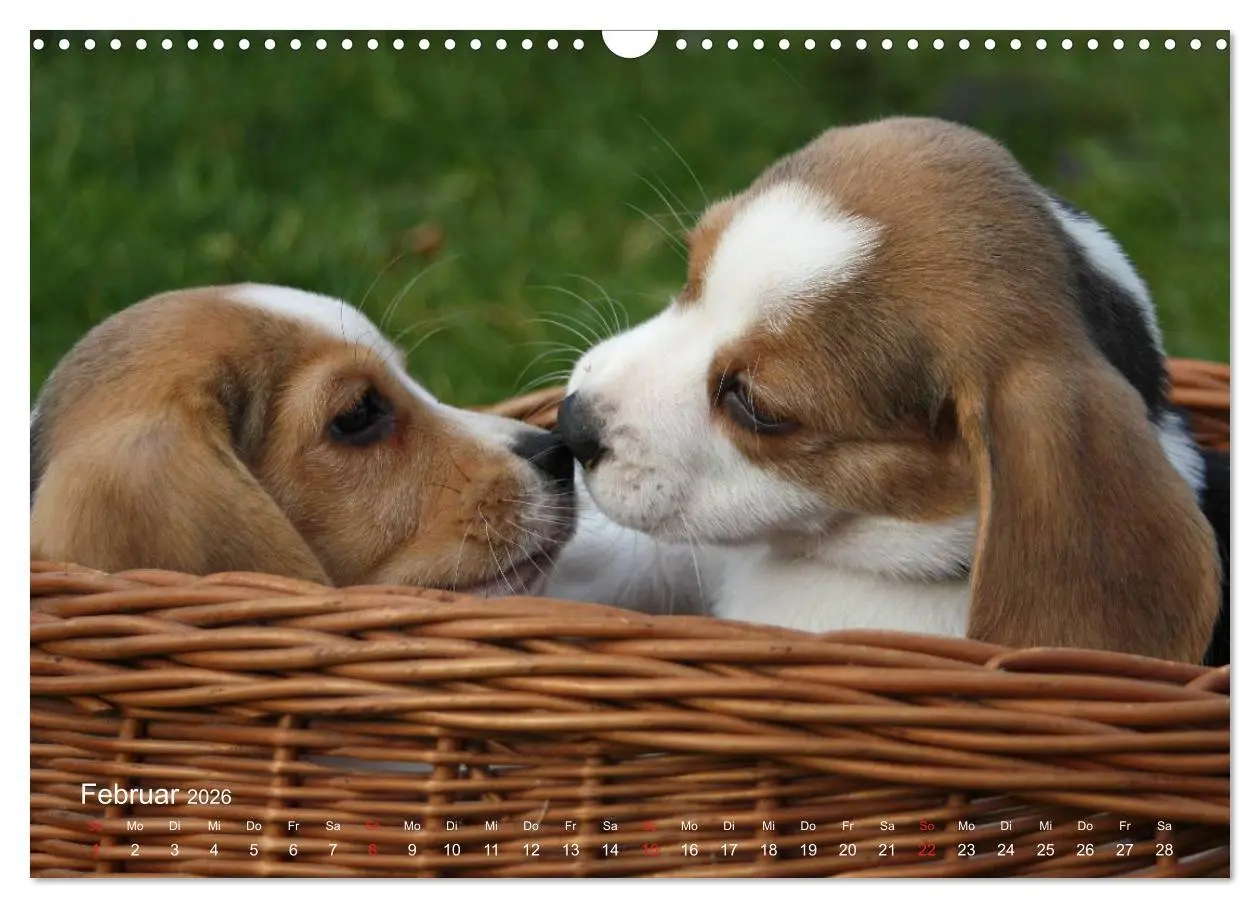 Bild: 9783516153828 | Beagle (Wandkalender 2026 DIN A3 quer), CALVENDO Monatskalender | Berg