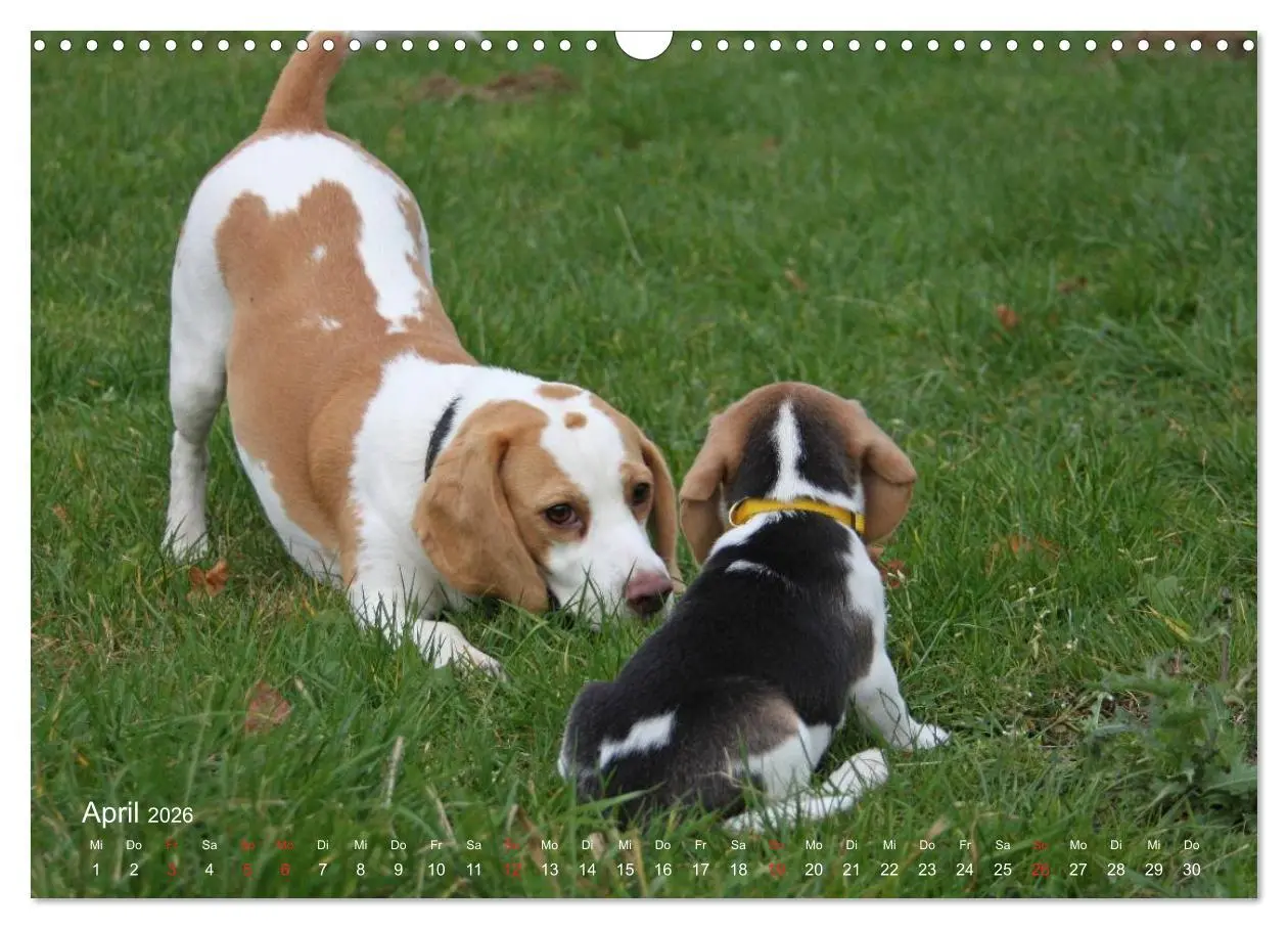 Bild: 9783516153828 | Beagle (Wandkalender 2026 DIN A3 quer), CALVENDO Monatskalender | Berg