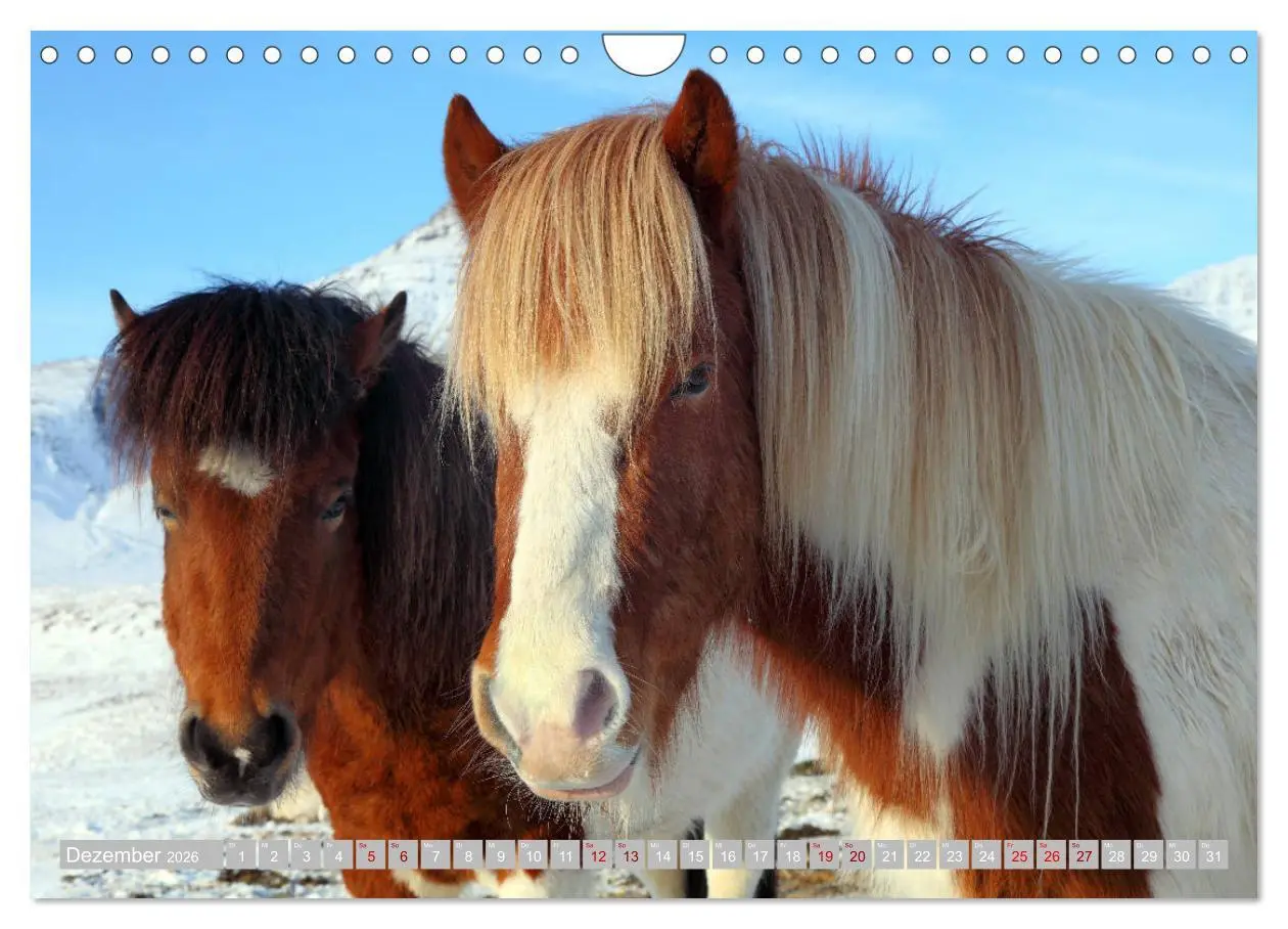 Bild: 9783457813928 | Islandpferde - Die tierischen Stars der Insel (Wandkalender 2026...