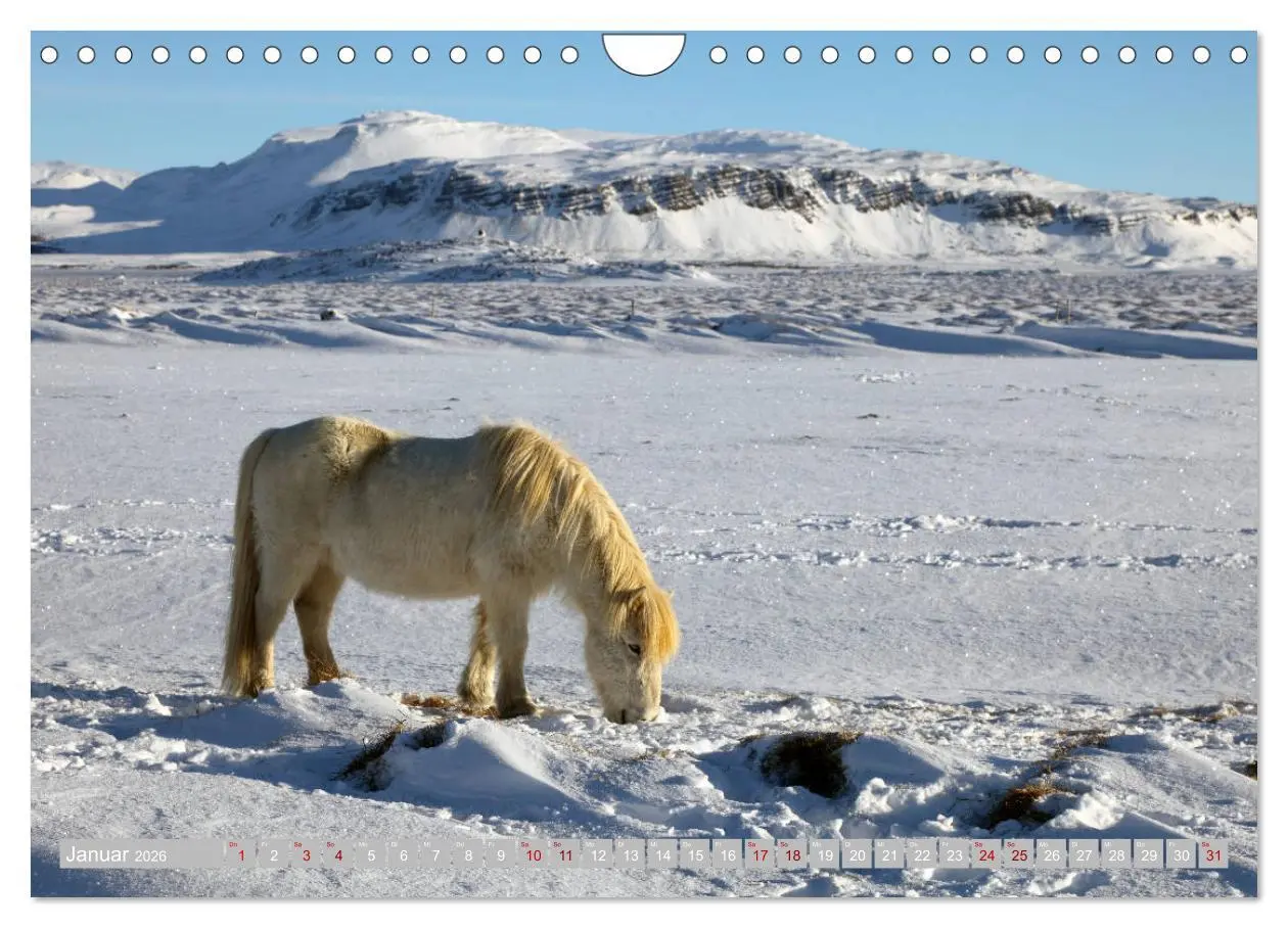 Bild: 9783457813928 | Islandpferde - Die tierischen Stars der Insel (Wandkalender 2026...