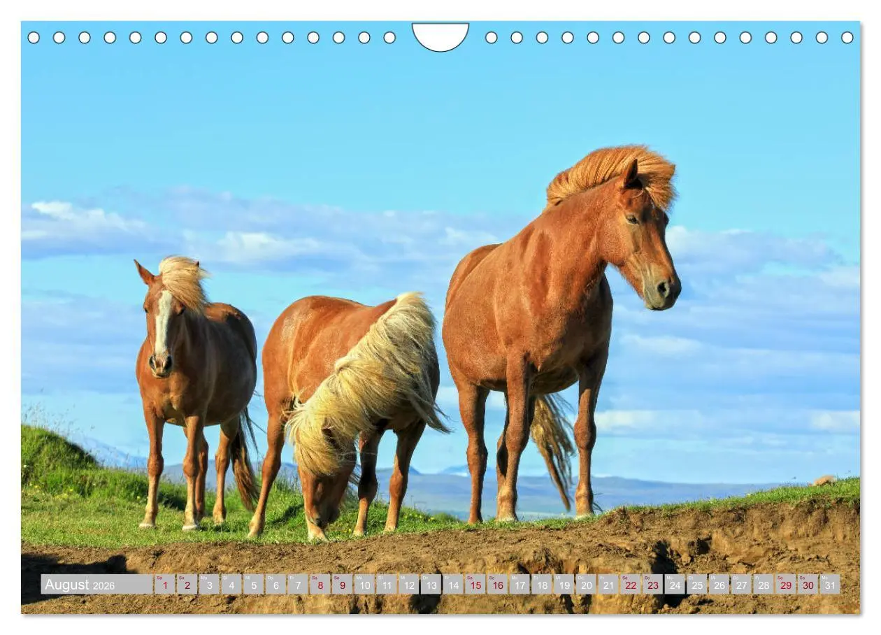 Bild: 9783457813928 | Islandpferde - Die tierischen Stars der Insel (Wandkalender 2026...