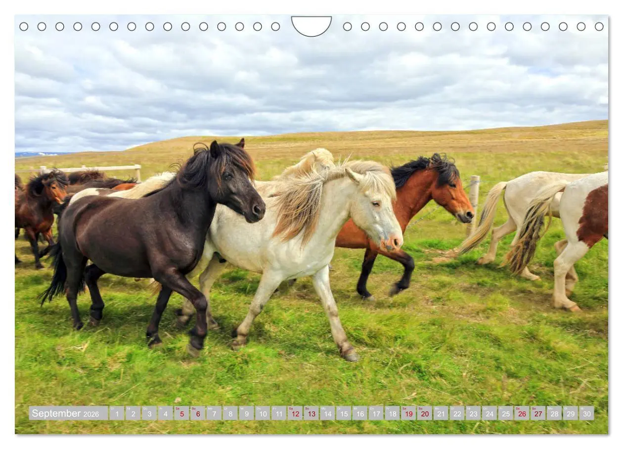 Bild: 9783457813928 | Islandpferde - Die tierischen Stars der Insel (Wandkalender 2026...
