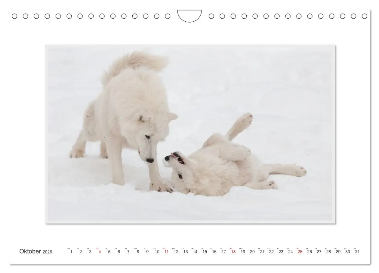 Bild: 9783516143928 | Emotionale Momente: Polarwölfe. / CH-Version (Wandkalender 2026 DIN...