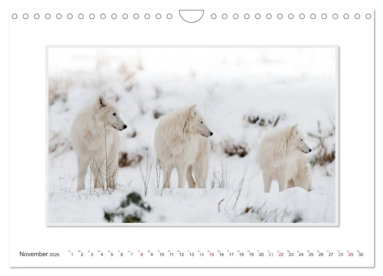 Bild: 9783516143928 | Emotionale Momente: Polarwölfe. / CH-Version (Wandkalender 2026 DIN...