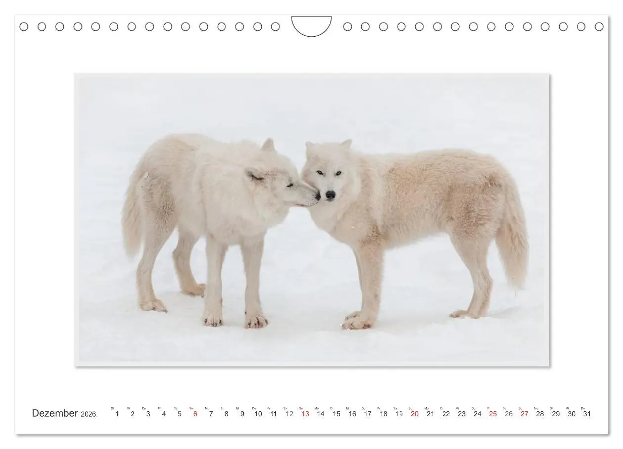 Bild: 9783516143928 | Emotionale Momente: Polarwölfe. / CH-Version (Wandkalender 2026 DIN...