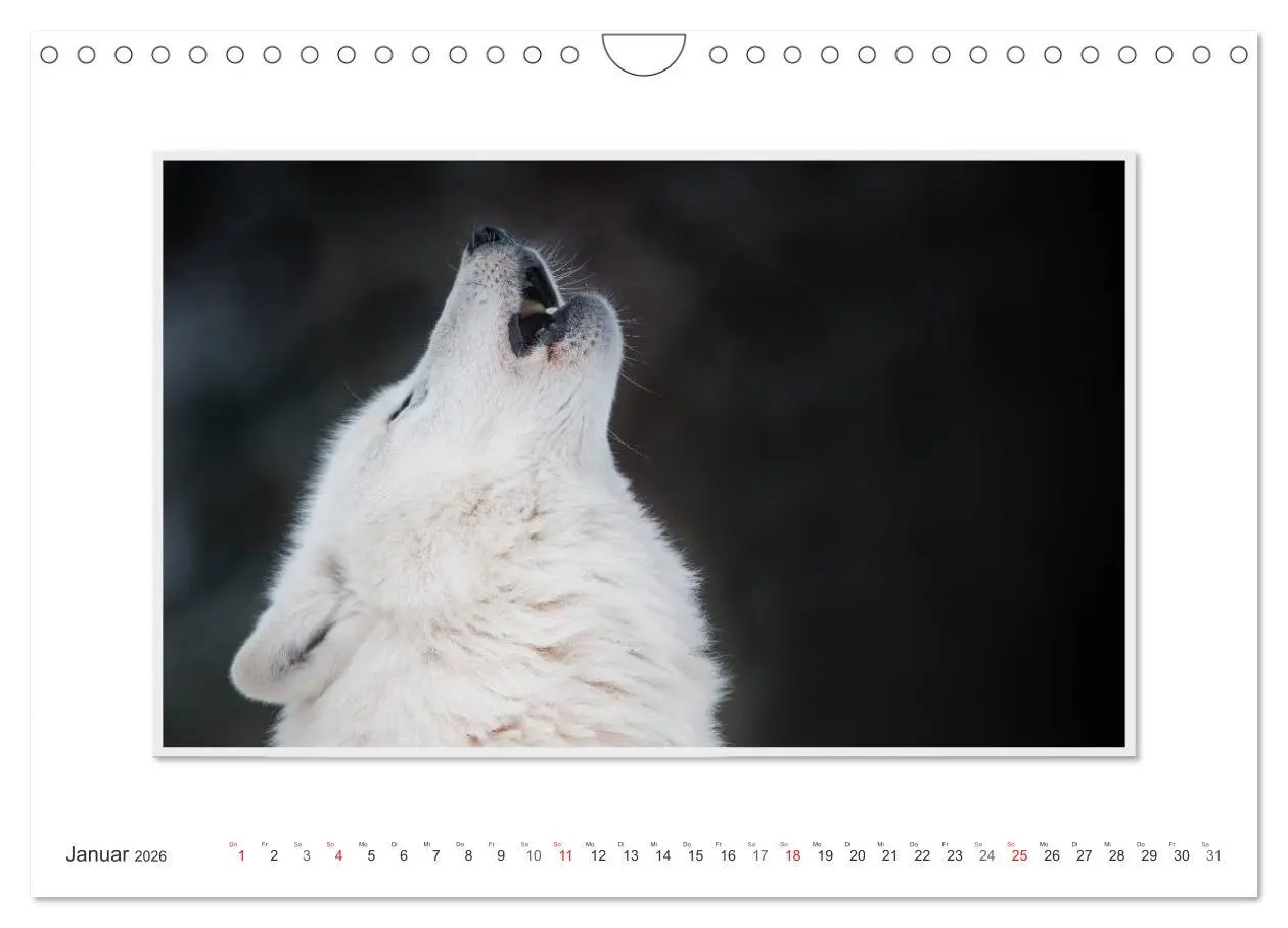 Bild: 9783516143928 | Emotionale Momente: Polarwölfe. / CH-Version (Wandkalender 2026 DIN...