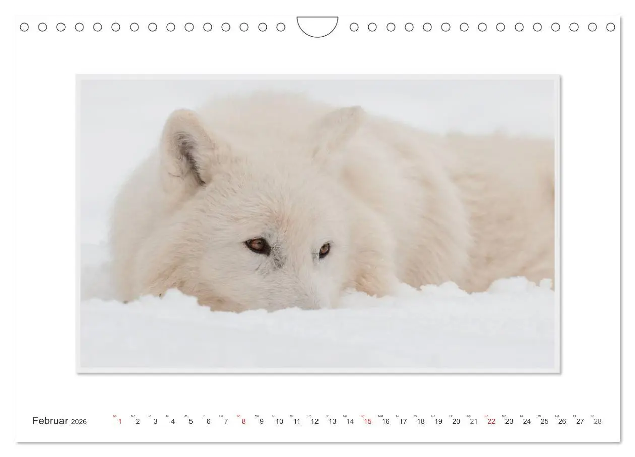 Bild: 9783516143928 | Emotionale Momente: Polarwölfe. / CH-Version (Wandkalender 2026 DIN...