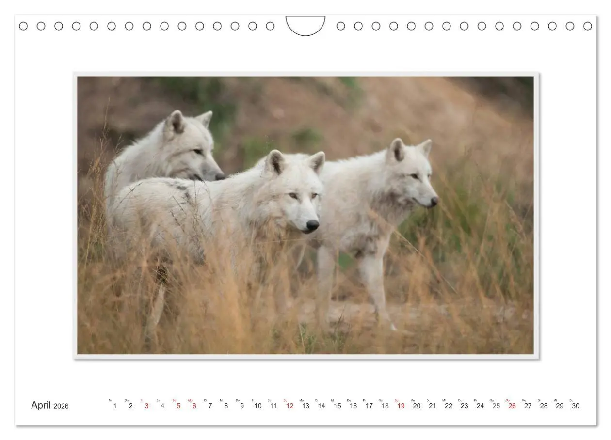 Bild: 9783516143928 | Emotionale Momente: Polarwölfe. / CH-Version (Wandkalender 2026 DIN...