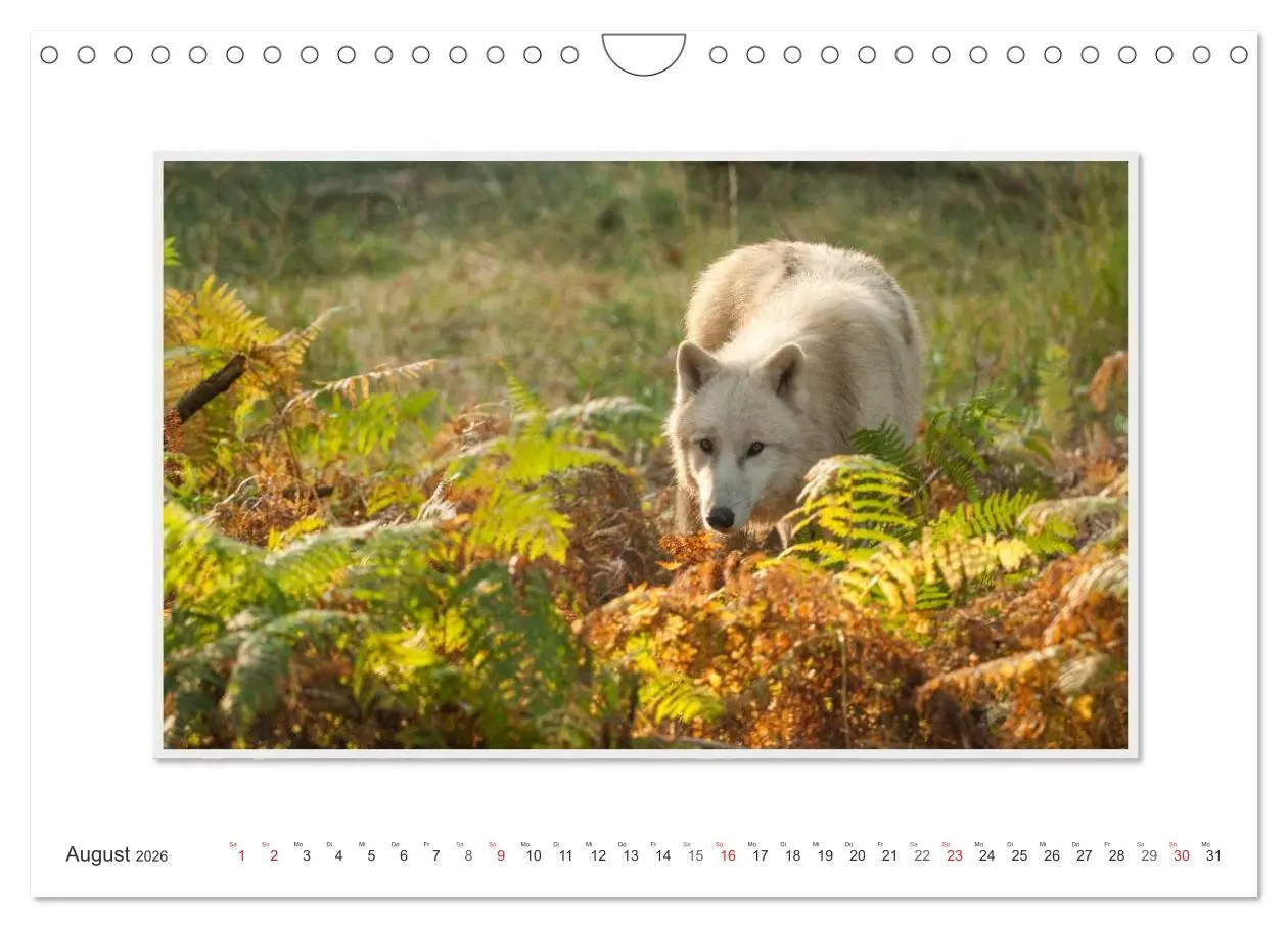 Bild: 9783516143928 | Emotionale Momente: Polarwölfe. / CH-Version (Wandkalender 2026 DIN...