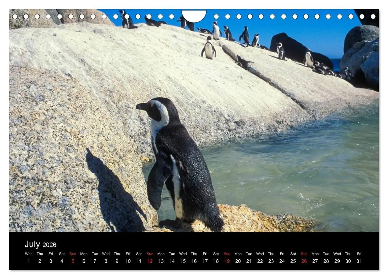 Bild: 9783516584028 | CAPE TOWN 2026 (Wall Calendar 2026 DIN A4 landscape), CALVENDO 12...