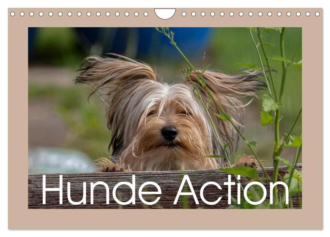 Cover: 9783457554128 | Hunde Action (Wandkalender 2026 DIN A4 quer), CALVENDO Monatskalender