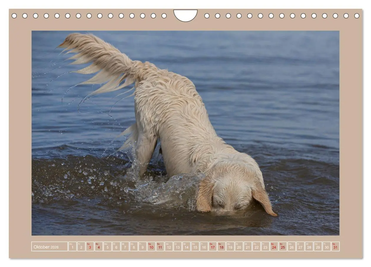 Bild: 9783457554128 | Hunde Action (Wandkalender 2026 DIN A4 quer), CALVENDO Monatskalender