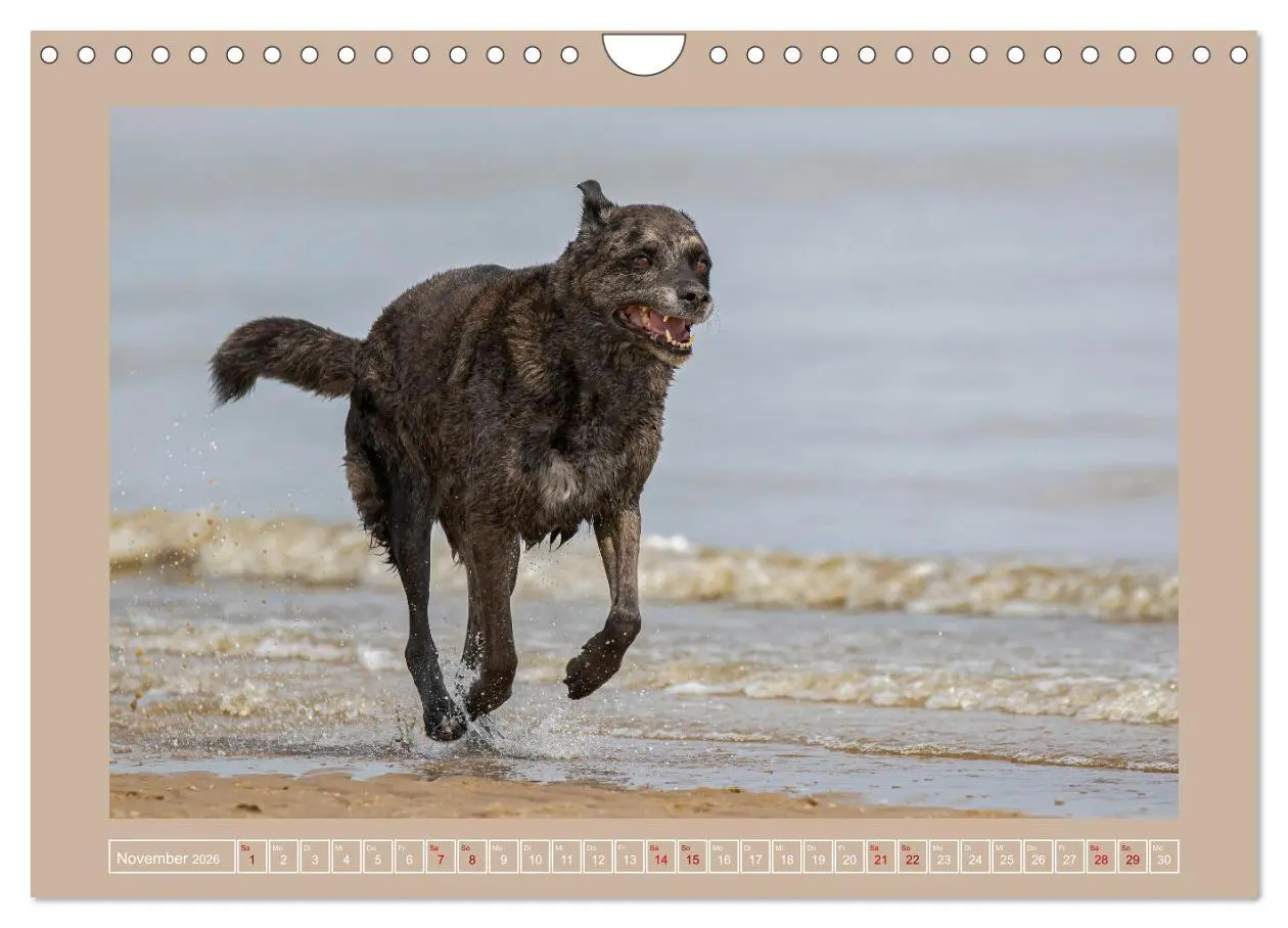 Bild: 9783457554128 | Hunde Action (Wandkalender 2026 DIN A4 quer), CALVENDO Monatskalender