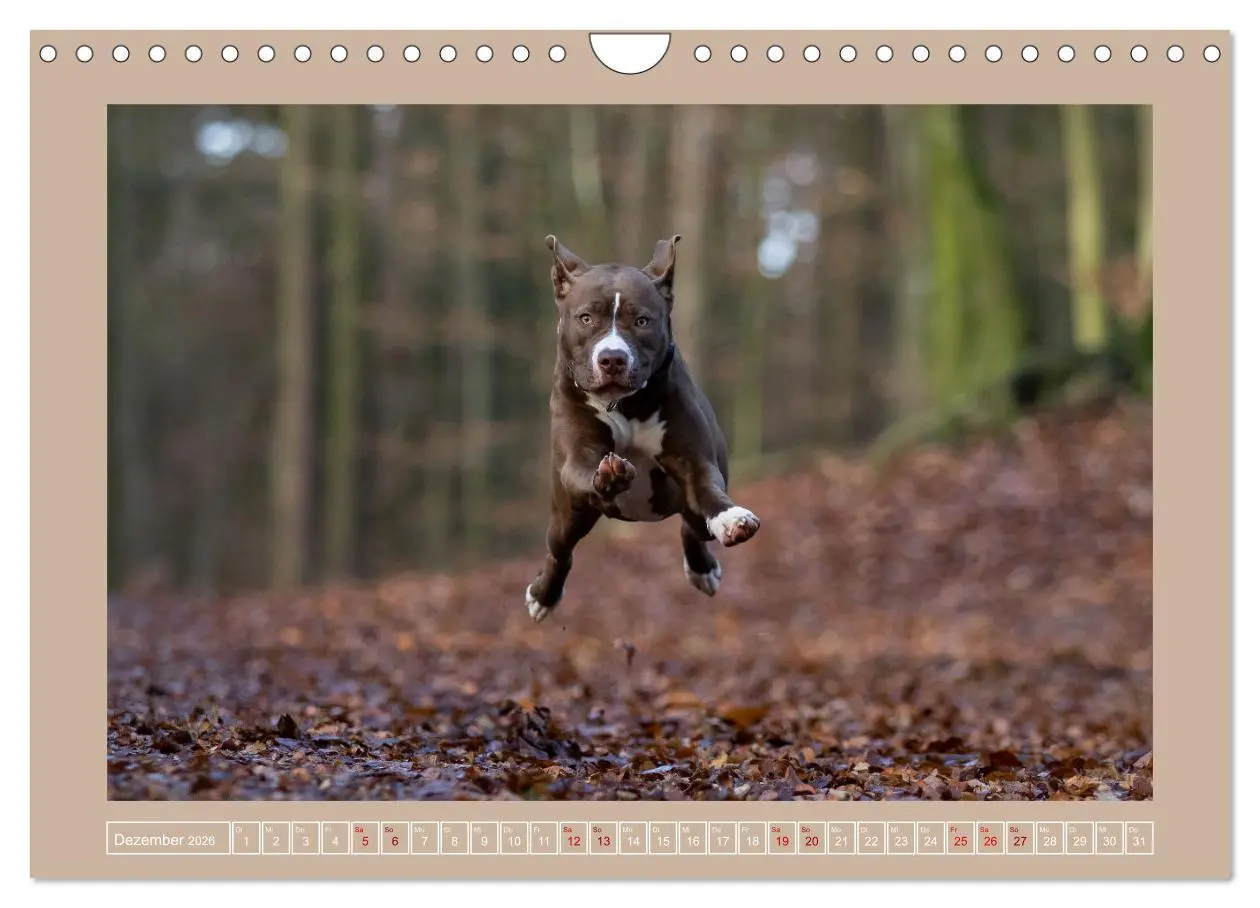 Bild: 9783457554128 | Hunde Action (Wandkalender 2026 DIN A4 quer), CALVENDO Monatskalender