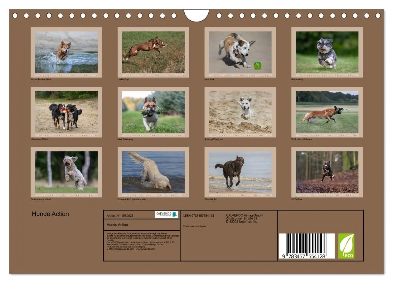 Bild: 9783457554128 | Hunde Action (Wandkalender 2026 DIN A4 quer), CALVENDO Monatskalender