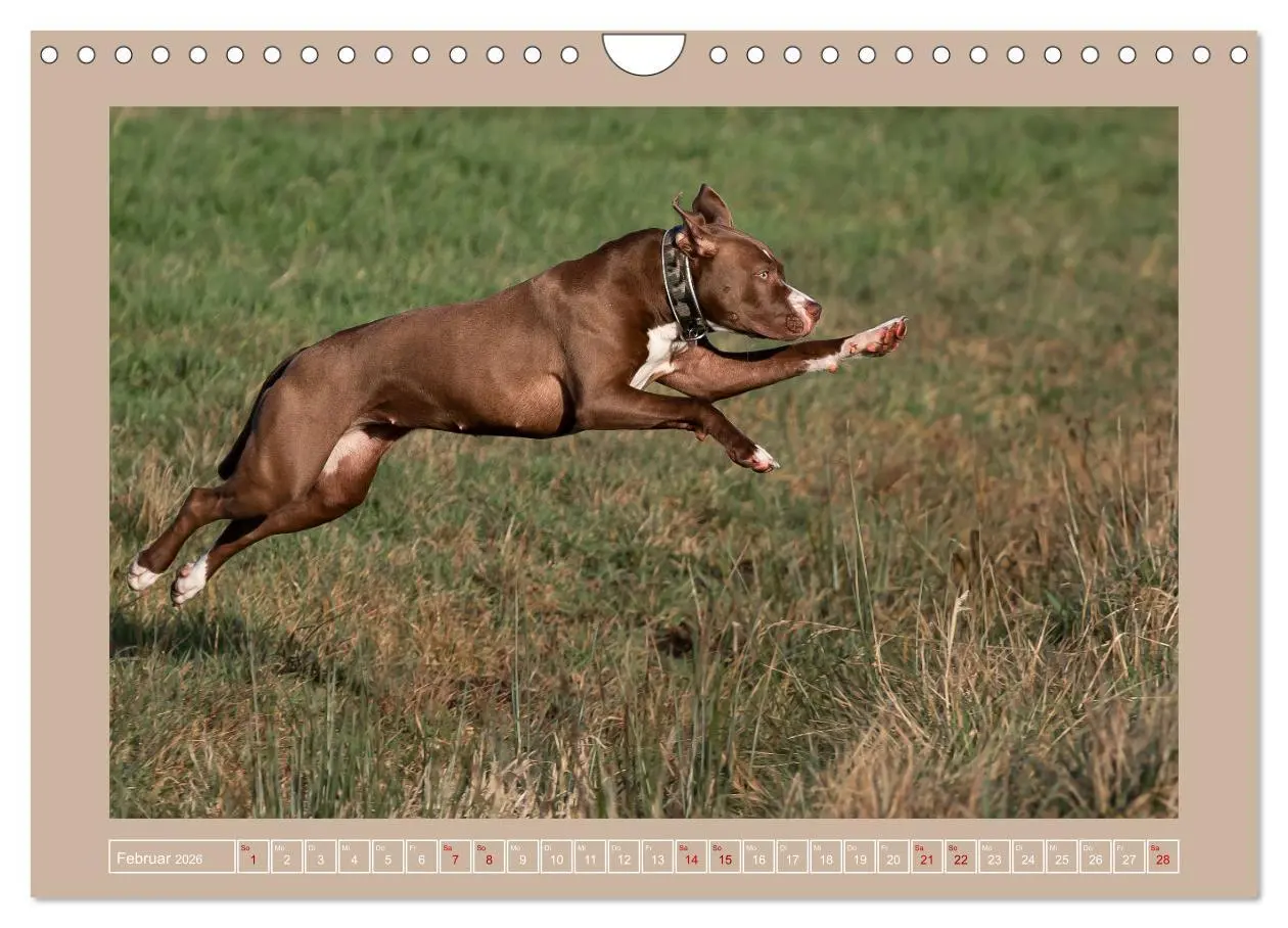 Bild: 9783457554128 | Hunde Action (Wandkalender 2026 DIN A4 quer), CALVENDO Monatskalender