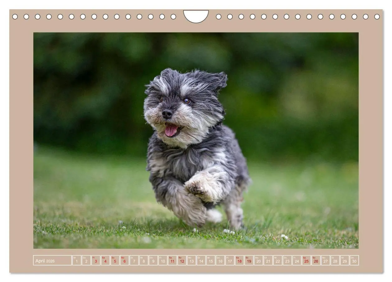 Bild: 9783457554128 | Hunde Action (Wandkalender 2026 DIN A4 quer), CALVENDO Monatskalender