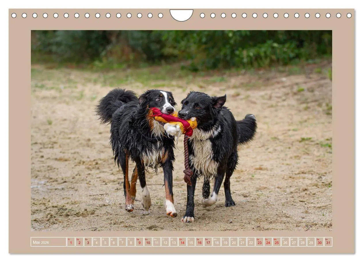 Bild: 9783457554128 | Hunde Action (Wandkalender 2026 DIN A4 quer), CALVENDO Monatskalender