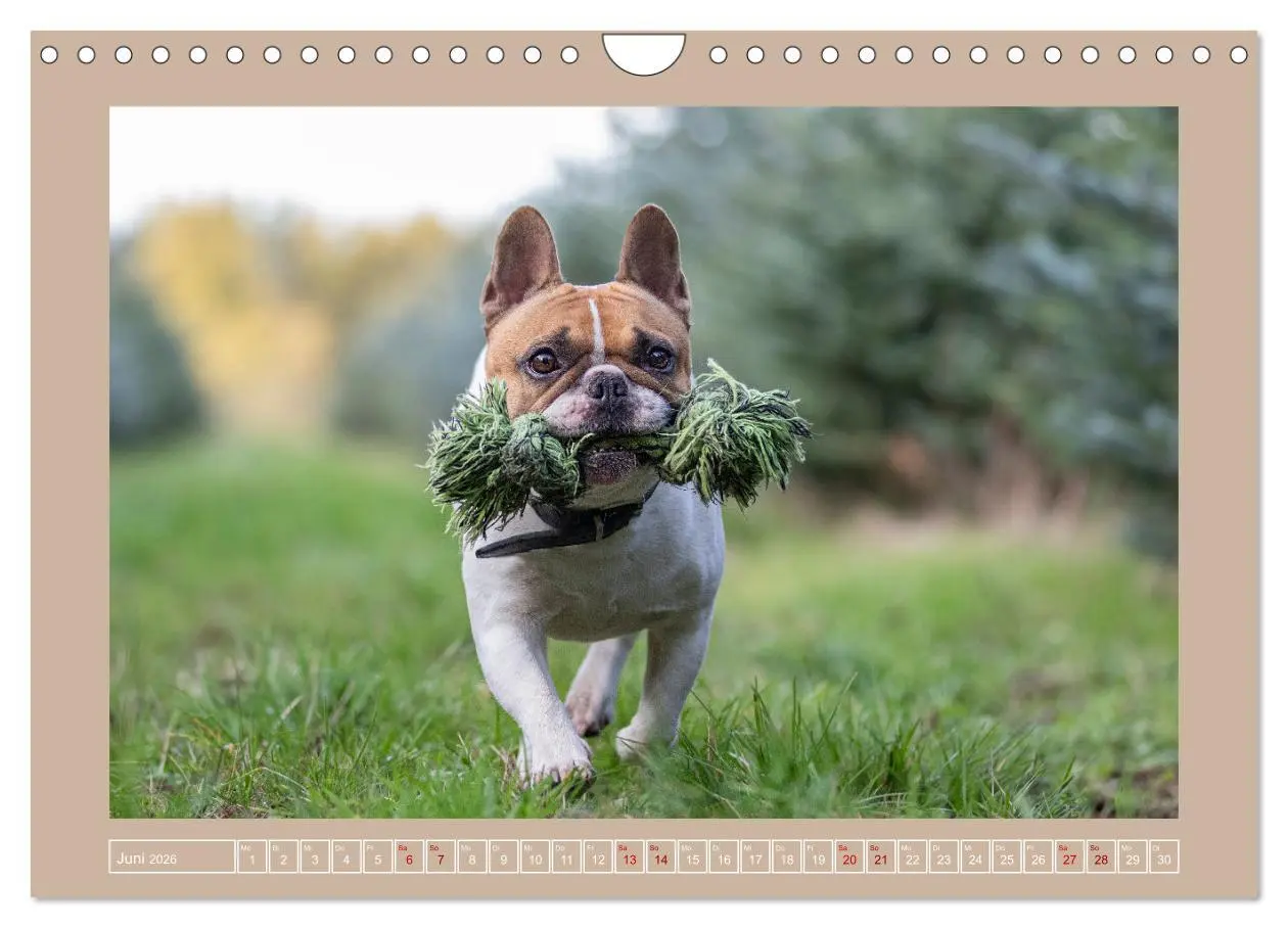 Bild: 9783457554128 | Hunde Action (Wandkalender 2026 DIN A4 quer), CALVENDO Monatskalender