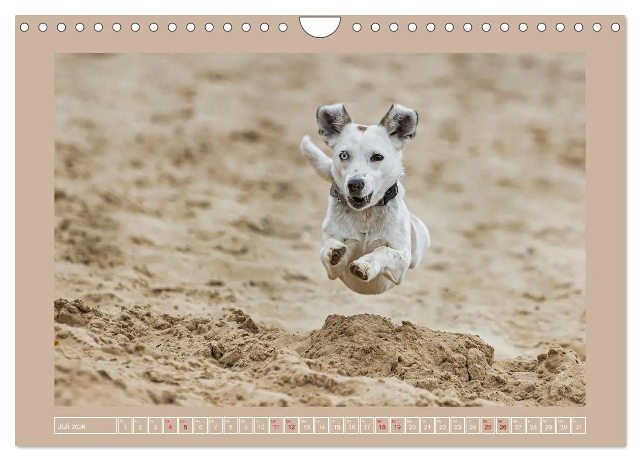 Bild: 9783457554128 | Hunde Action (Wandkalender 2026 DIN A4 quer), CALVENDO Monatskalender