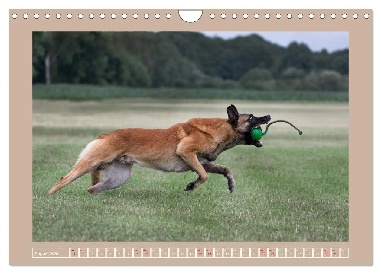 Bild: 9783457554128 | Hunde Action (Wandkalender 2026 DIN A4 quer), CALVENDO Monatskalender