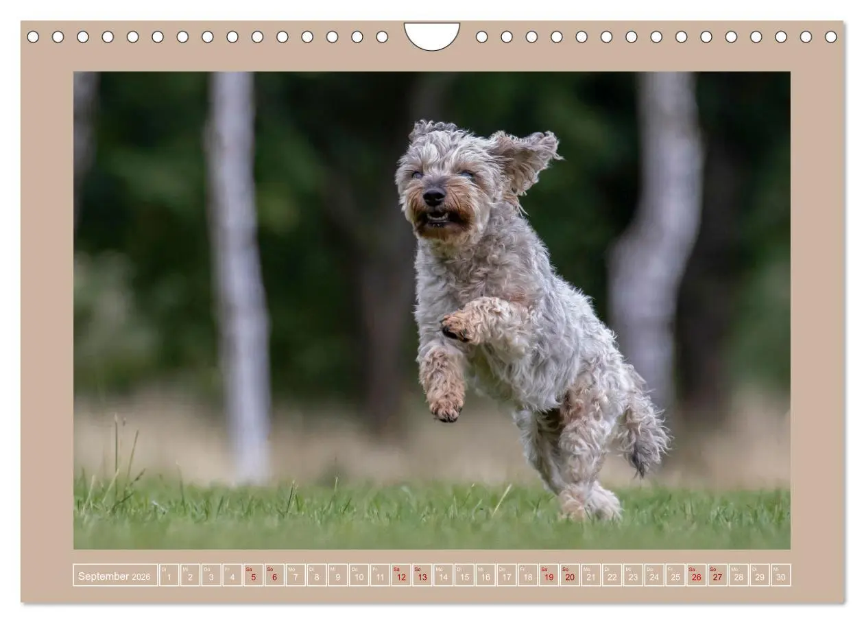 Bild: 9783457554128 | Hunde Action (Wandkalender 2026 DIN A4 quer), CALVENDO Monatskalender