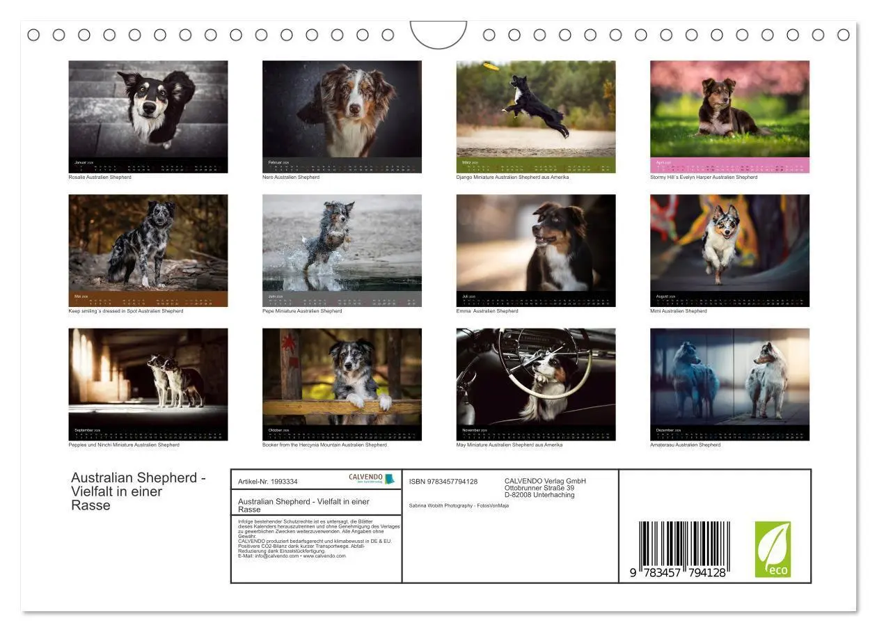 Bild: 9783457794128 | Australian Shepherd - Vielfalt in einer Rasse (Wandkalender 2026...