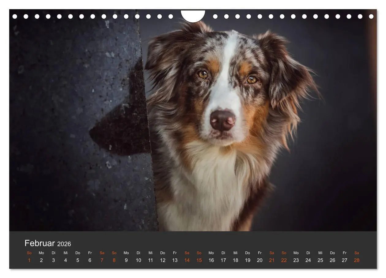 Bild: 9783457794128 | Australian Shepherd - Vielfalt in einer Rasse (Wandkalender 2026...