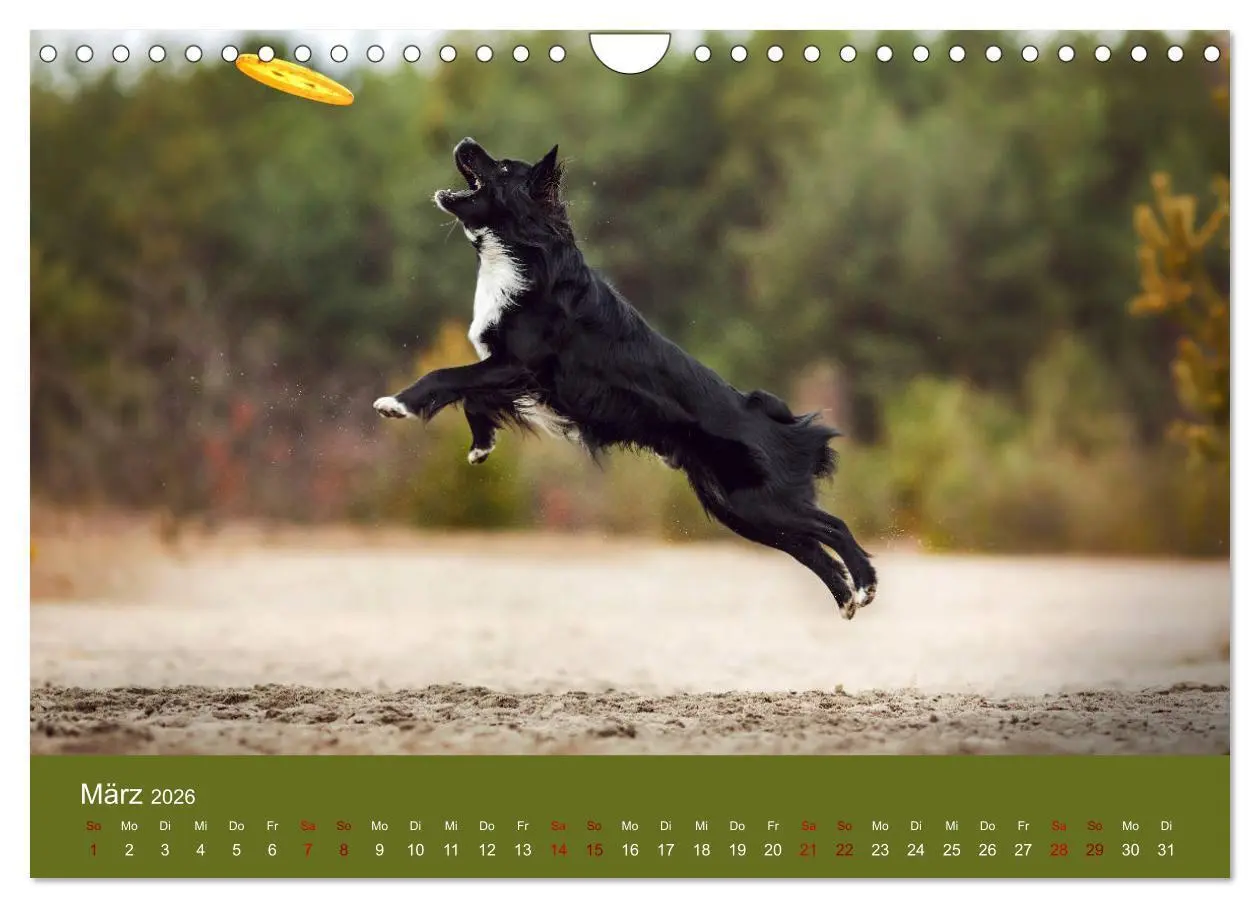Bild: 9783457794128 | Australian Shepherd - Vielfalt in einer Rasse (Wandkalender 2026...