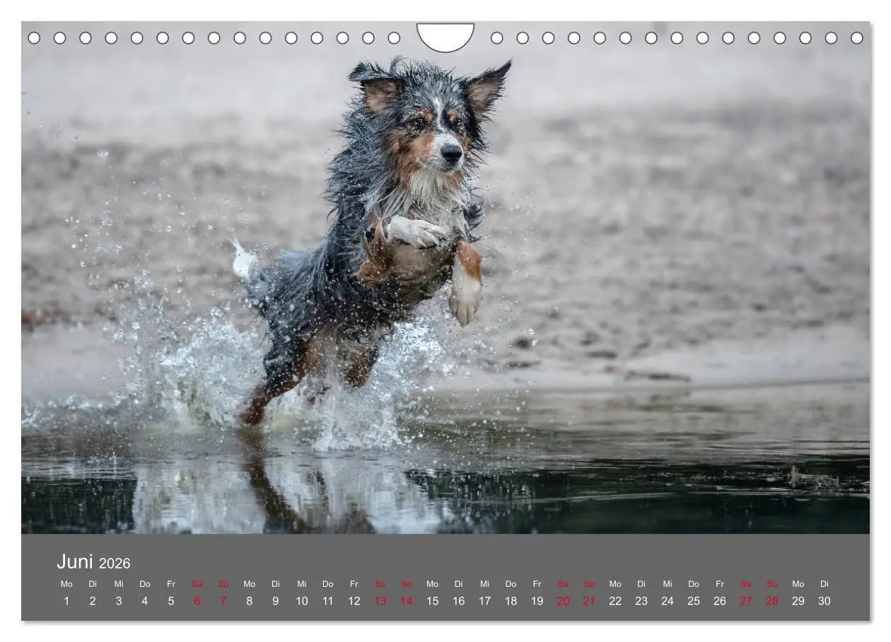 Bild: 9783457794128 | Australian Shepherd - Vielfalt in einer Rasse (Wandkalender 2026...