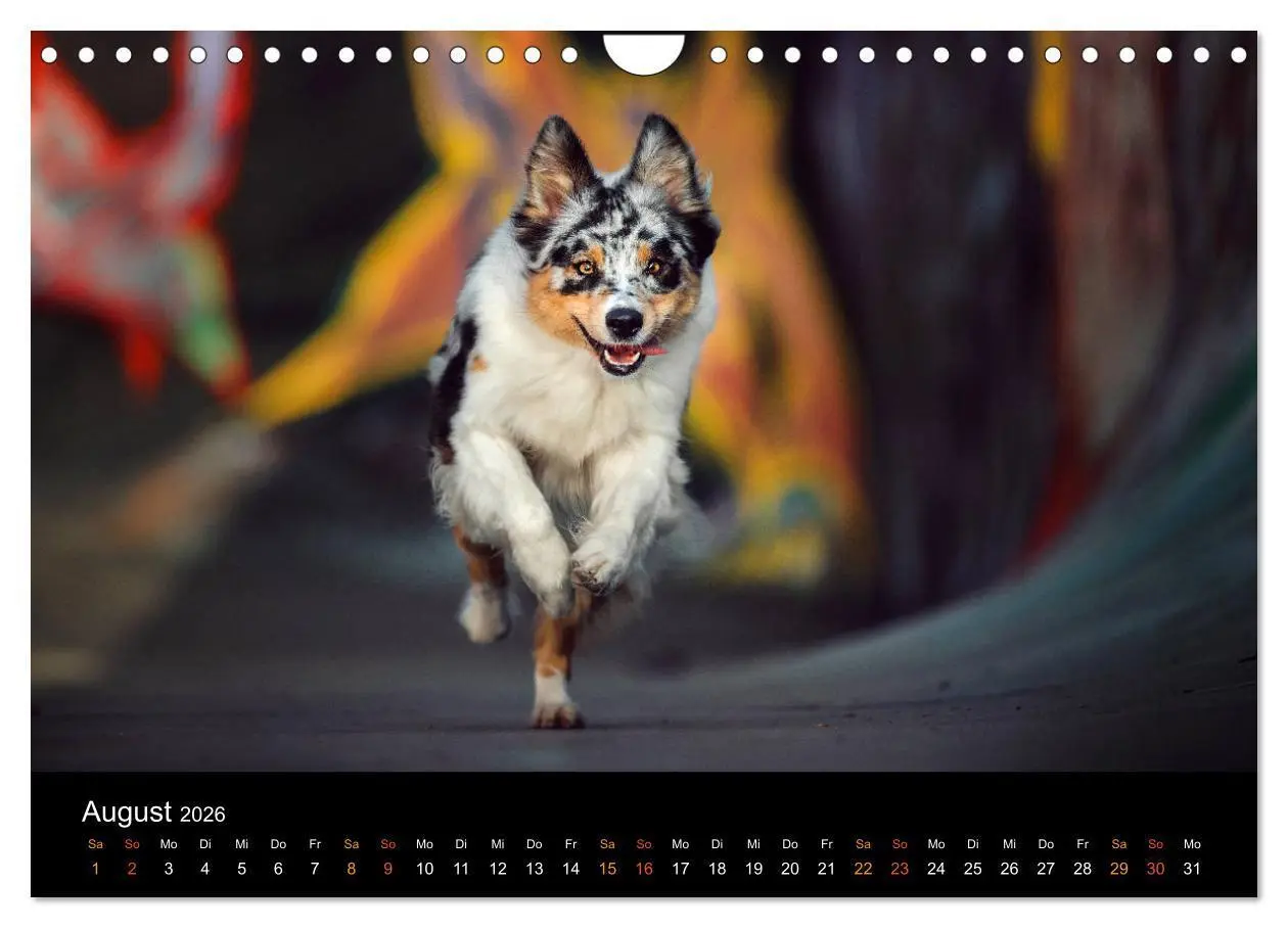 Bild: 9783457794128 | Australian Shepherd - Vielfalt in einer Rasse (Wandkalender 2026...
