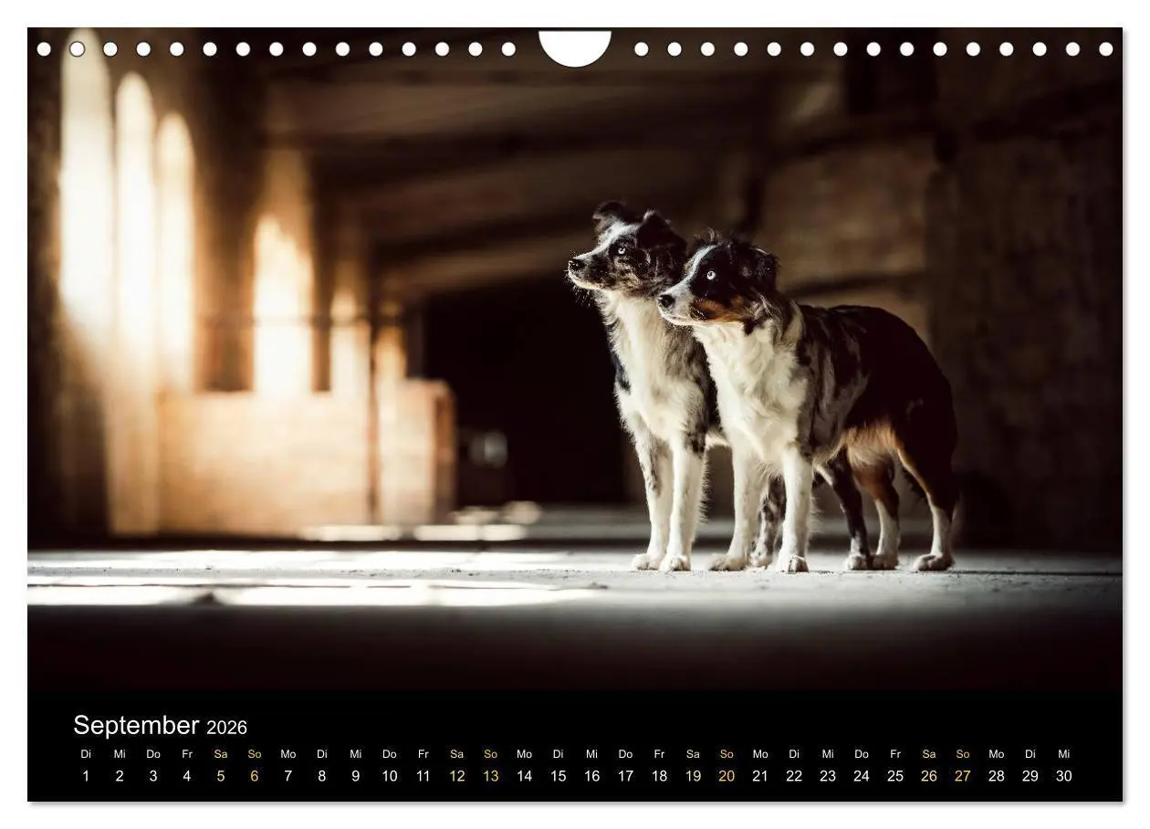 Bild: 9783457794128 | Australian Shepherd - Vielfalt in einer Rasse (Wandkalender 2026...