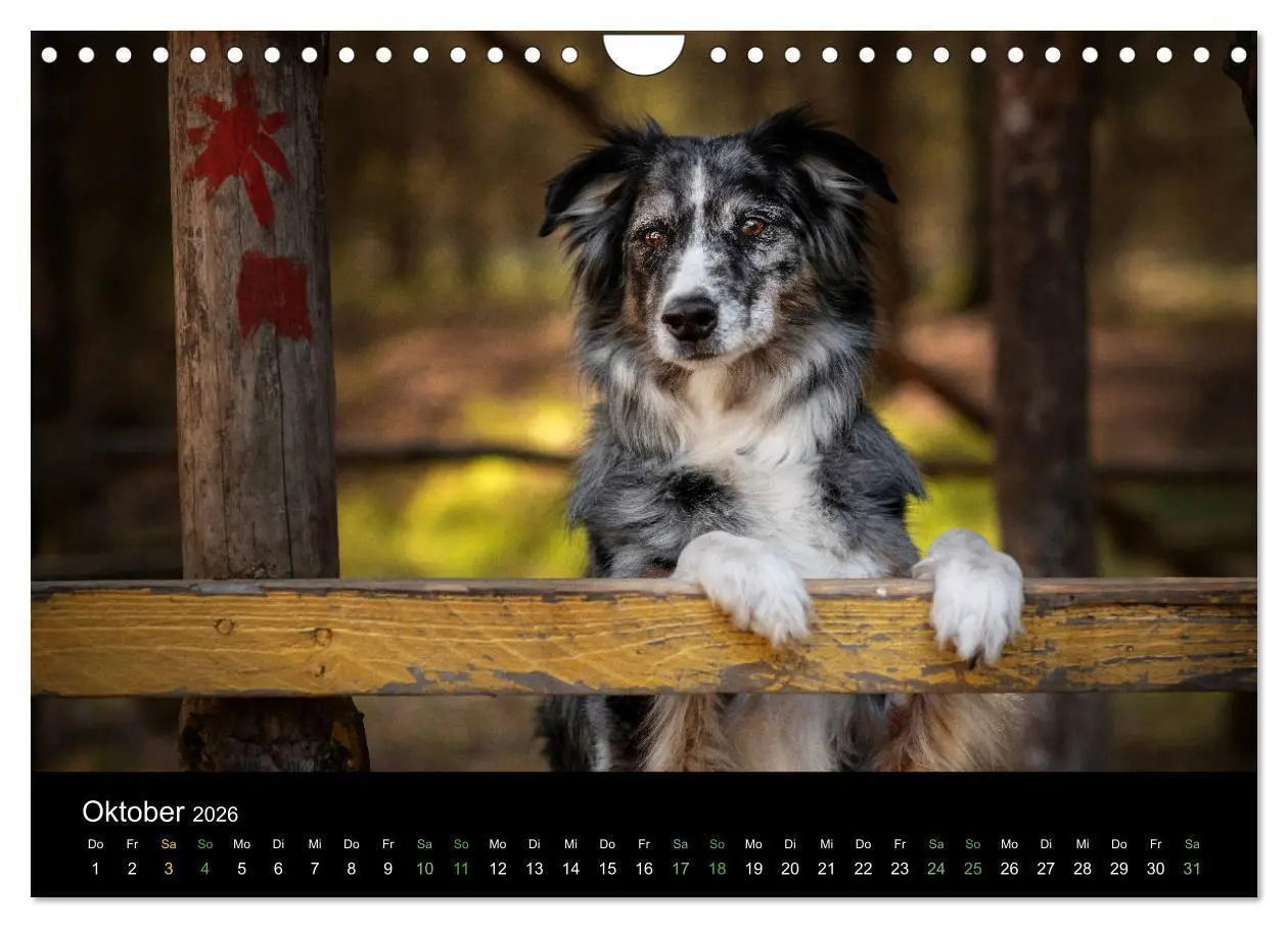 Bild: 9783457794128 | Australian Shepherd - Vielfalt in einer Rasse (Wandkalender 2026...
