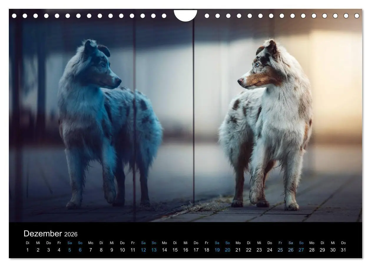Bild: 9783457794128 | Australian Shepherd - Vielfalt in einer Rasse (Wandkalender 2026...