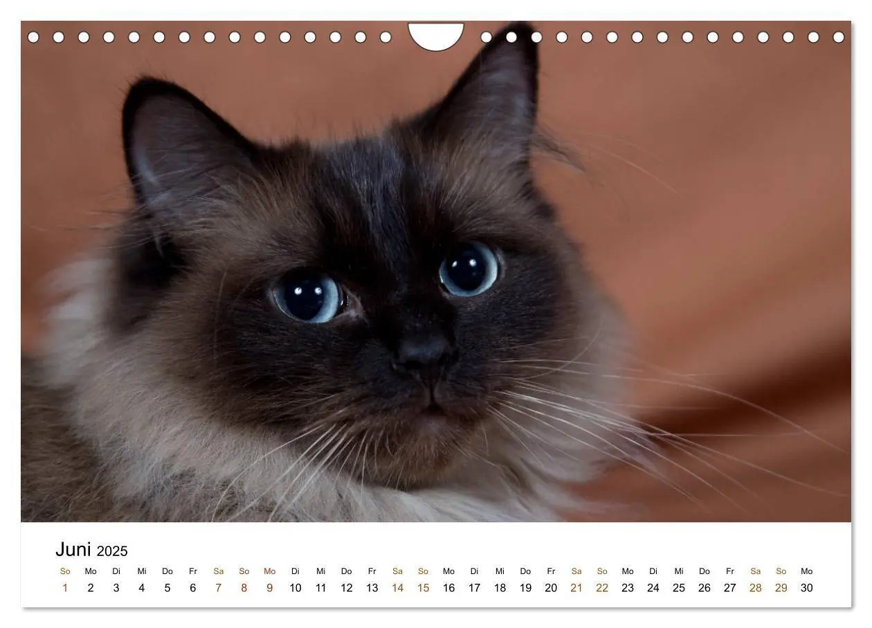 Bild: 9783435754328 | Ragdolls (Wandkalender 2025 DIN A4 quer), CALVENDO Monatskalender