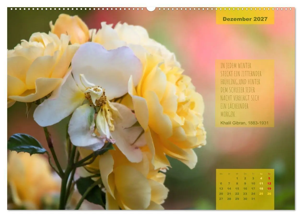 Bild: 9783569404328 | Rose Königin des Gartens (Wandkalender 2027 DIN A2 quer), CALVENDO...