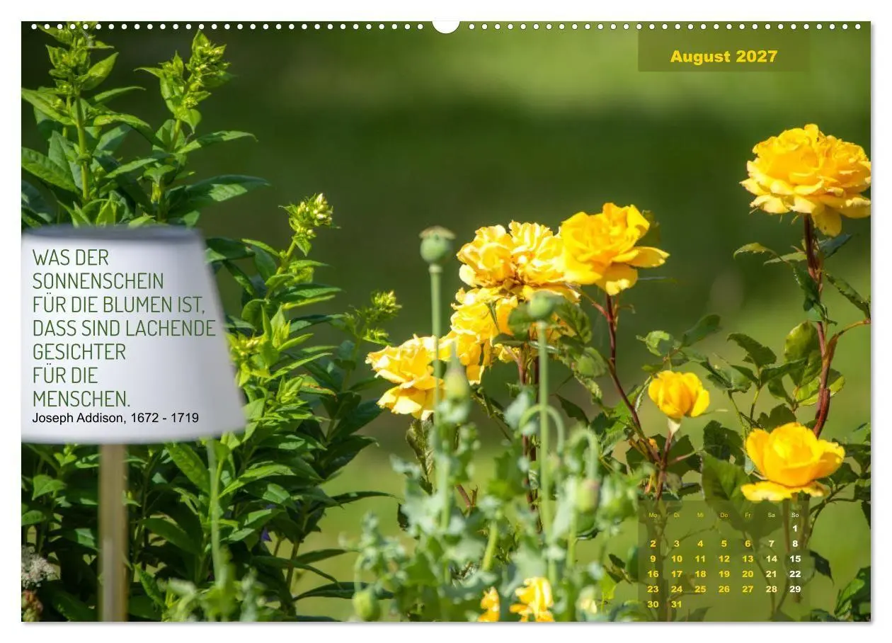 Bild: 9783569404328 | Rose Königin des Gartens (Wandkalender 2027 DIN A2 quer), CALVENDO...