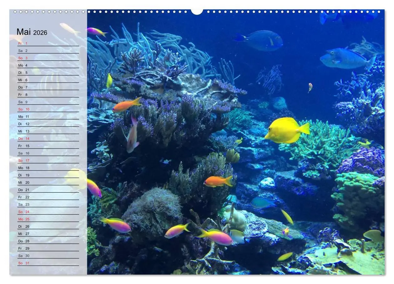 Bild: 9783457994528 | Paradiese im ewigen Blau. Die bunte Unterwasserwelt (hochwertiger...