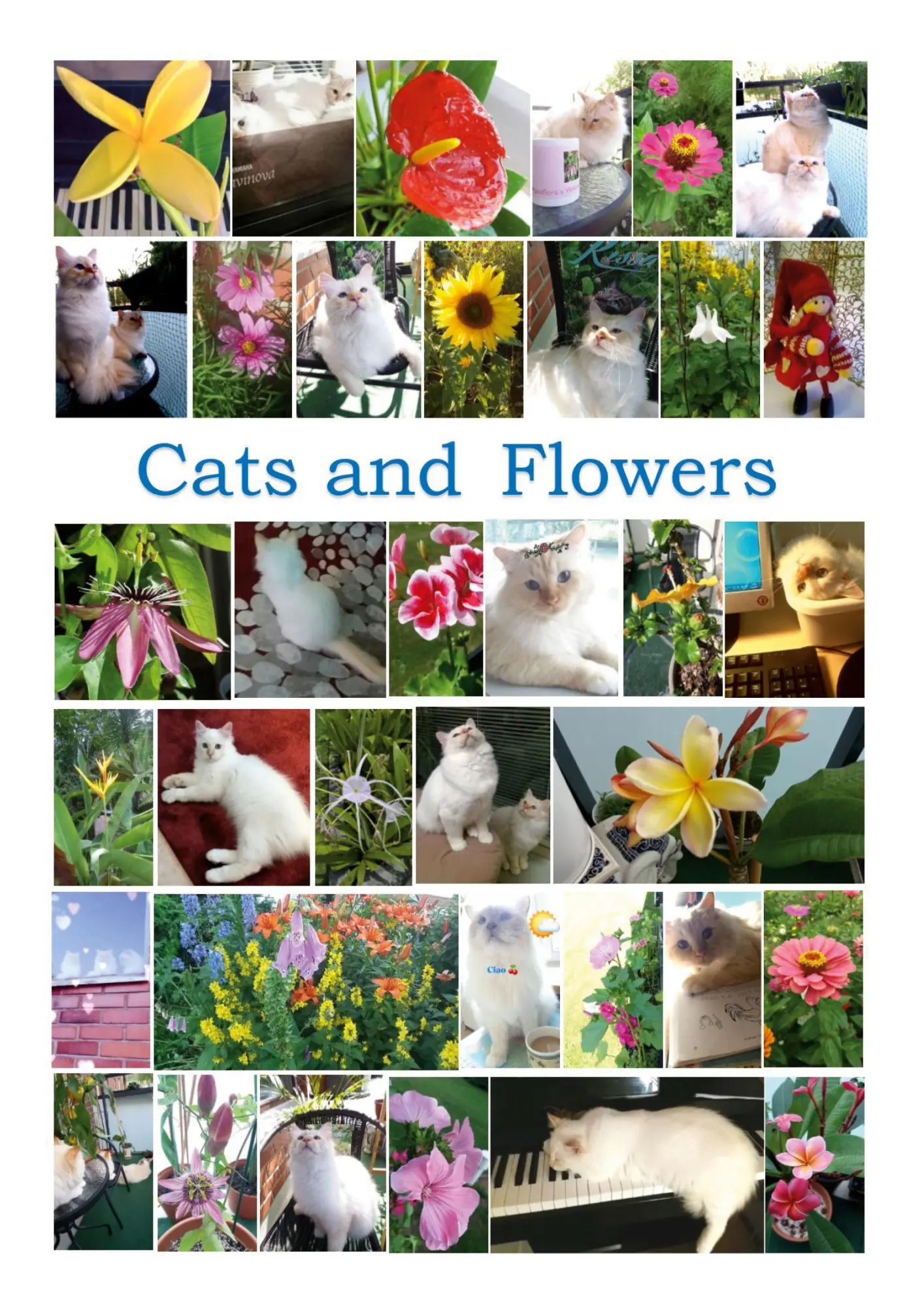Cover: 9789528044628 | Cats and Flowers | 35 children song games | Susanna Király | Buch