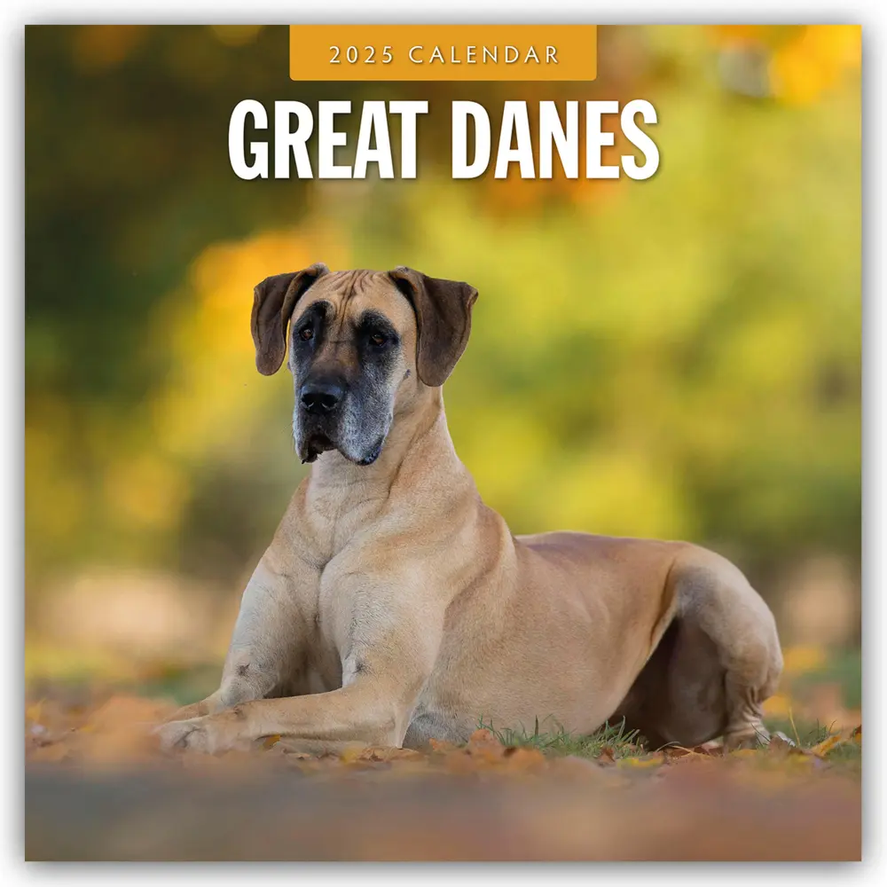 Cover: 9781804424728 | Great Danes - Deutsche Dogge 2025 - 16-Monatskalender | Ltd | Kalender